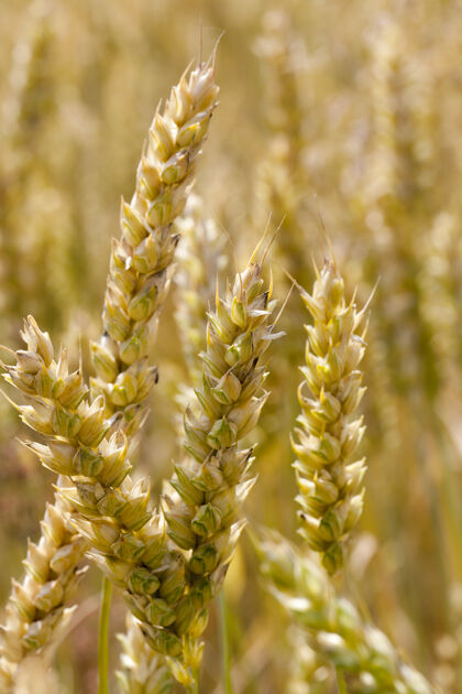 脆弱麦穗光照不好的麦田里 还没到成熟和收获的夏季农业黄金成熟