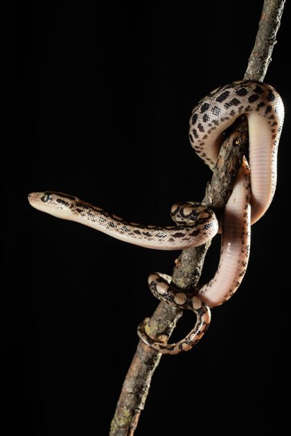 肖像一条奇异的蛇在树枝上的特写镜头动物群捕食者树
