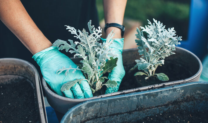 种子一位戴着手套的白人妇女正在家里的后院里盆栽和重新种植一些植物Diy盆栽庭院