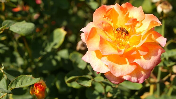花蜜玫瑰园的英国玫瑰花园.花卉3.特写蔷薇花坛的植物玫瑰植物学