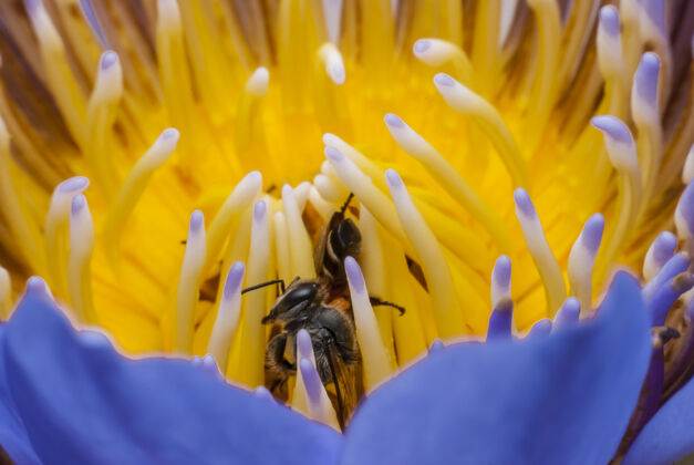 蜜蜂美丽的莲花上的蜜蜂热带装饰花粉