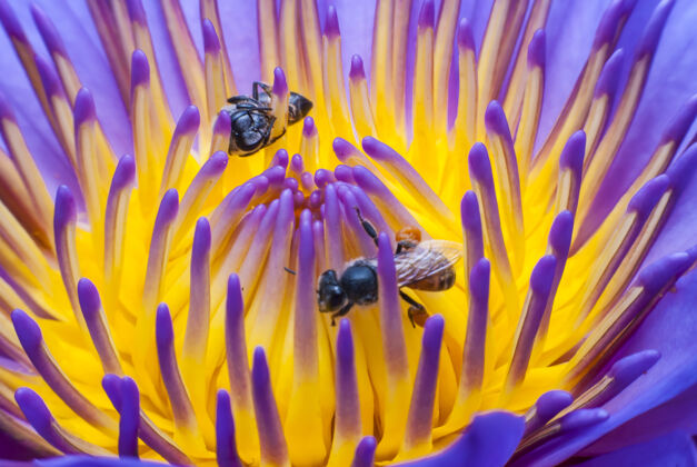 颜色美丽的莲花上的蜜蜂花粉园艺彩色