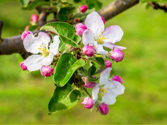 自然苹果花？？什么？在花园分行有花的苹果树开花叶花