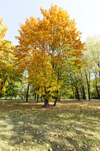 美丽秋天树叶变黄 包括枫树年.公园领土风景红色公园