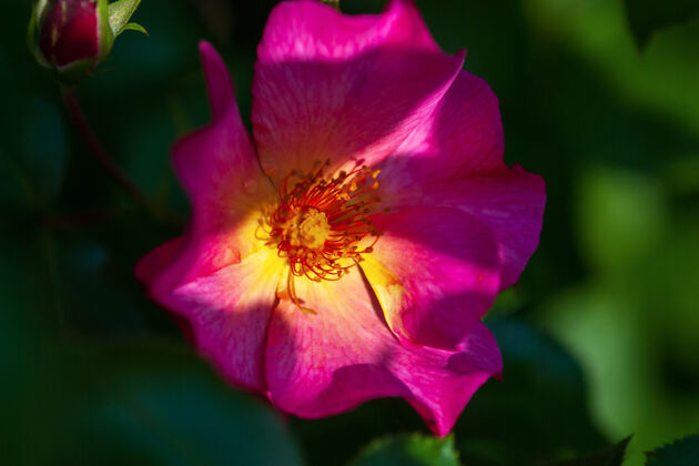 玫瑰一朵鲜艳的粉红色玫瑰花 盛开在夏日花园的树荫下隐藏影子季节