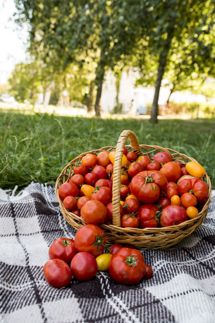 农场桌子上放着西红柿的篮子毛毯新鲜的花园里的有机食物新鲜西红柿有机