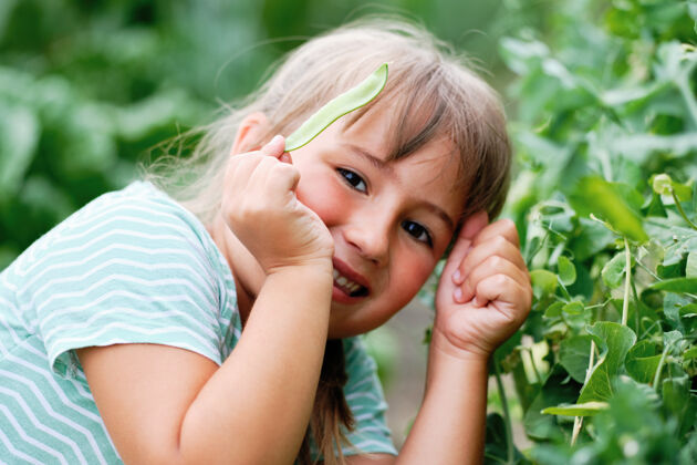 有机小女孩在树上摘豌豆花园.秋天蔬菜收获.贝壳豌豆生物蔬菜家庭