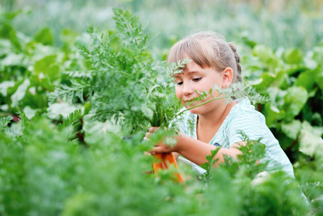 多种小女孩在厨房里摘胡萝卜花园.秋天蔬菜收获西葫芦废物杂货
