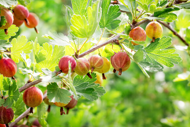 季节在阳光明媚的天气里成熟的时候 在花园的树枝上挂着醋栗的浆果树叶素食农业