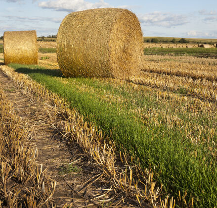 大麦拧成捆的机器在收麦草的过程中成熟干燥 夏天的景色在温暖的天气里与天空同在包装捆农业