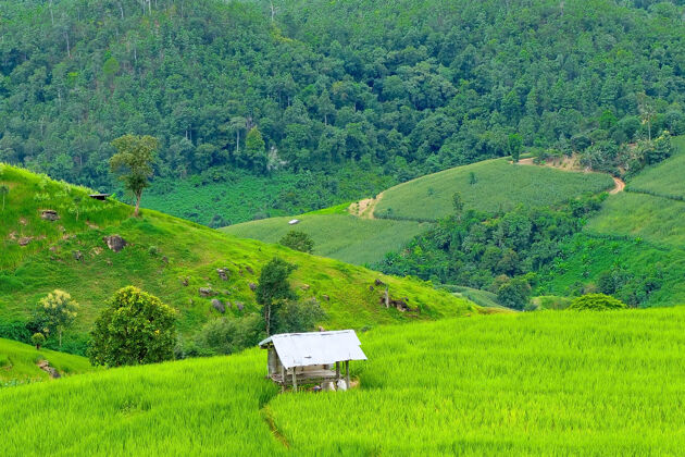 水稻梯田泰国清迈北部的巴邦片梯田美丽的景观山谷地标