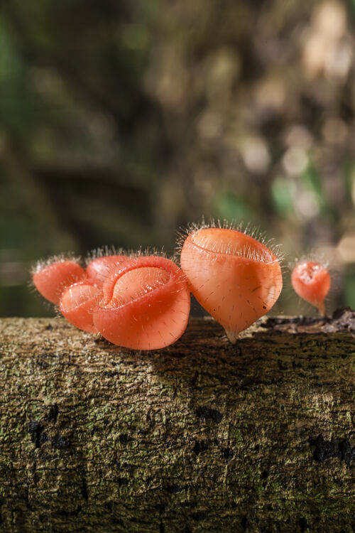 土壤泰国雨林里的香槟蘑菇生长蘑菇湿度