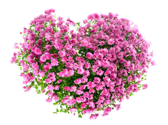 礼物紫红菊花盆景心形（带露珠 隔离在白色背景上）灌木礼物露