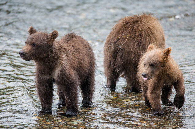 家庭两只棕熊幼崽并排站在河里其他.美国.阿拉斯加卡迈国家公园自然婴儿河流