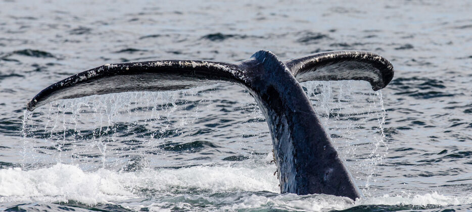大自然水面以上的尾驼背鲸特写查塔姆海峡美国阿拉斯加州.!自然 海洋 动物 海洋 美国 鲸鱼 蹦跳 阿拉斯加 野生动物 动物学 动物群 海洋动物 野生自然 海洋生物 国家公园 大型动物