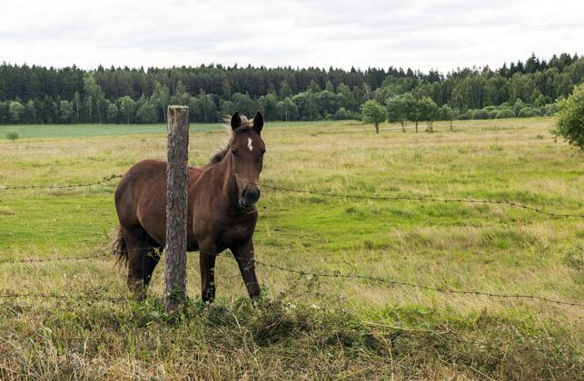 农场草地上的马 篱笆后面绿草丛生 特写镜头稳定哺乳动物行动