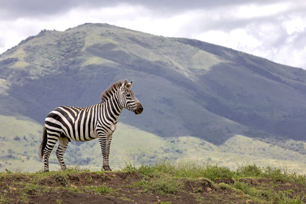 平原斑马在ngorongoro火山口行走动物园哺乳动物自然