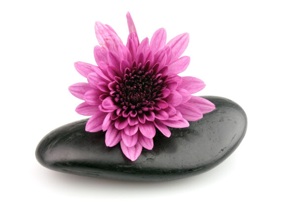 东亚文化石头上有一朵粉红色的菊花东亚冥想雏菊