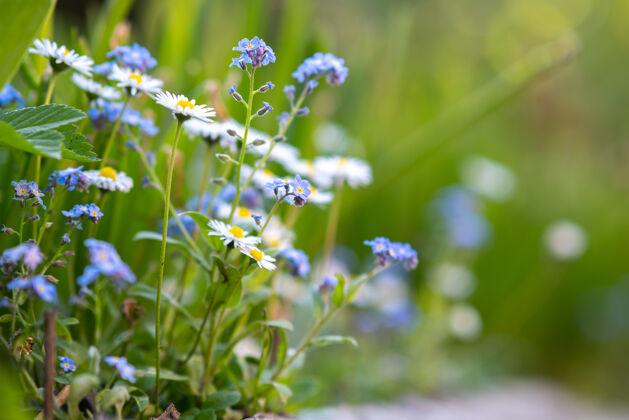 阳光在绿色公园里绽放的五颜六色的春花的特写镜头开花草地环境