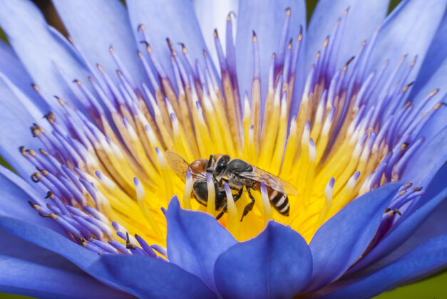 工作美丽的莲花上的蜜蜂翅膀春天食物