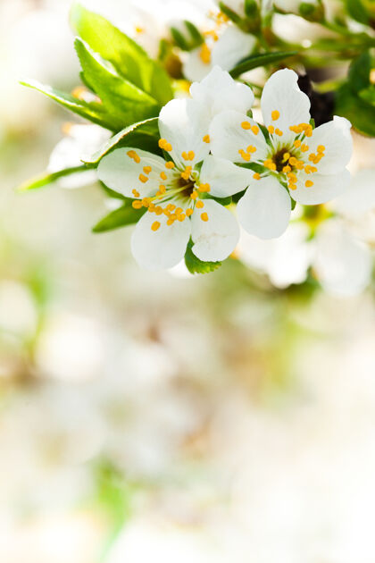苹果美丽的春天波基设计与空间花瓣樱花叶子