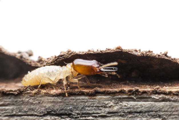 古代白蚁在分解木头昆虫腐烂表面