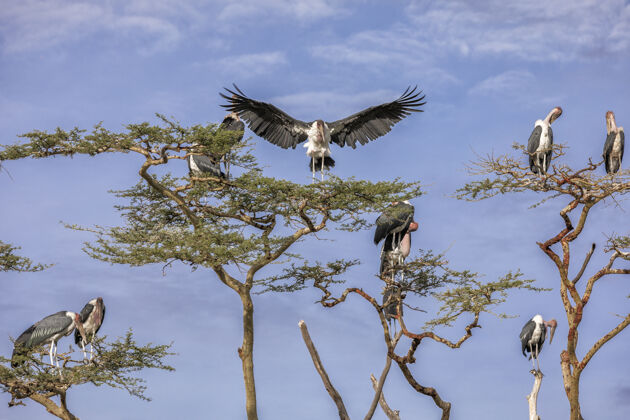 鹰非洲有鸟的树猛禽飞行天空
