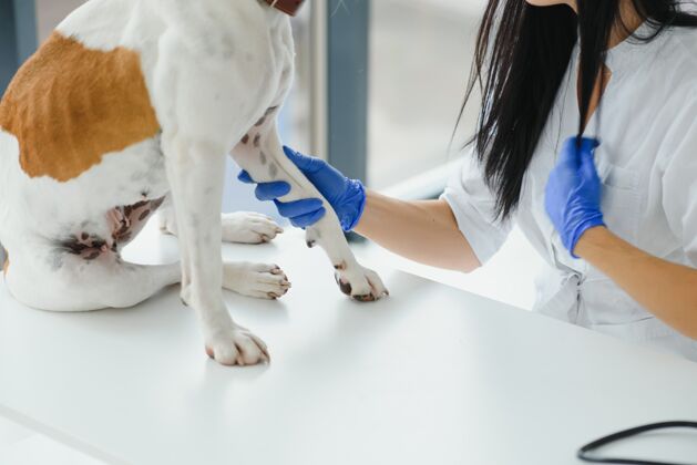 检查自信的女兽医在医院检查狗的画像狗雌性纯种
