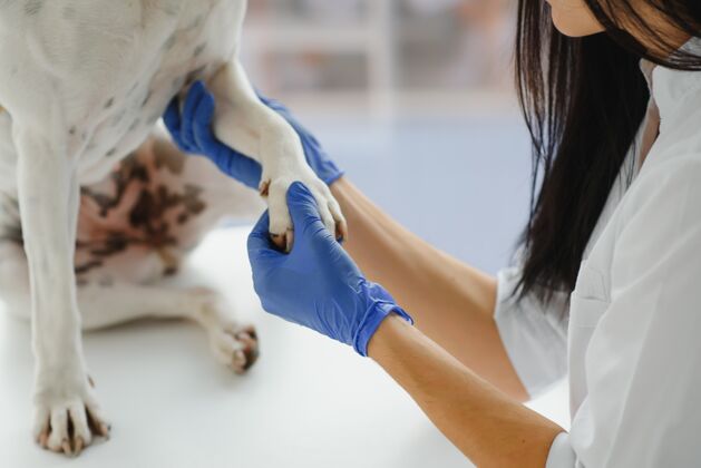 专业兽医用手检查狗的爪子检查专家动物