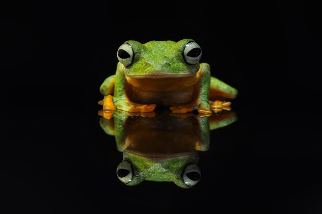 宏飞蛙动物青蛙
