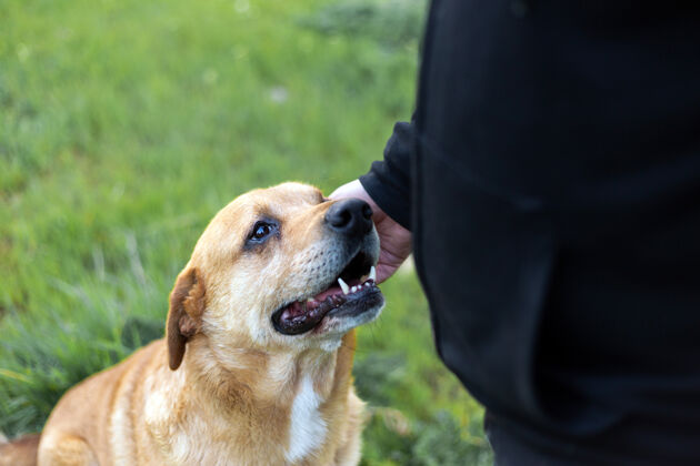 可爱在一个绿色的公园里 一只可爱的快乐的狗被一个男人的手抚摸着宠物领域生活