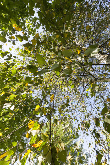 夏天在蓝天映衬下 黄桦树叶上变幻着色彩 秋天的特写  平静对季节