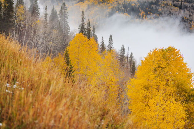 自然深山的深秋季节高风景雾