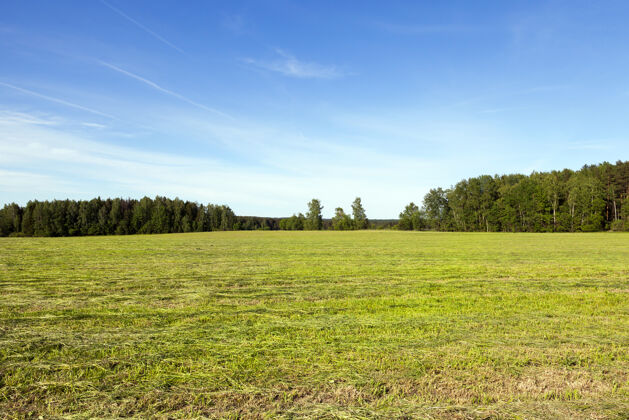 农作物田野上的夏日景色 那里的干草是用青草做成的 供冬天使用 收获春天美丽