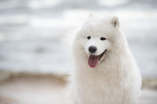 雪萨莫耶德白色狗嘴特写是在波罗的海海滩户外乐趣品种