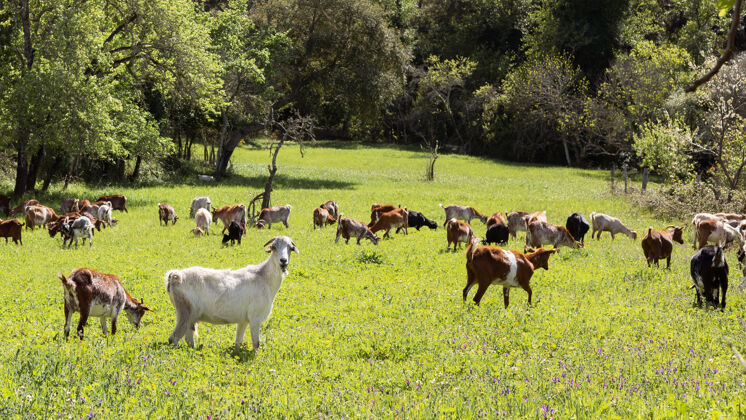 野生早上 可爱的山羊在绿油油的草地上吃草农田森林动物园