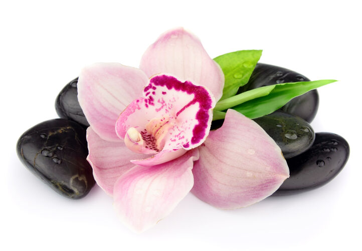 植物粉红色的兰花在黑色的石头上 白色的石头上粉色热带明亮