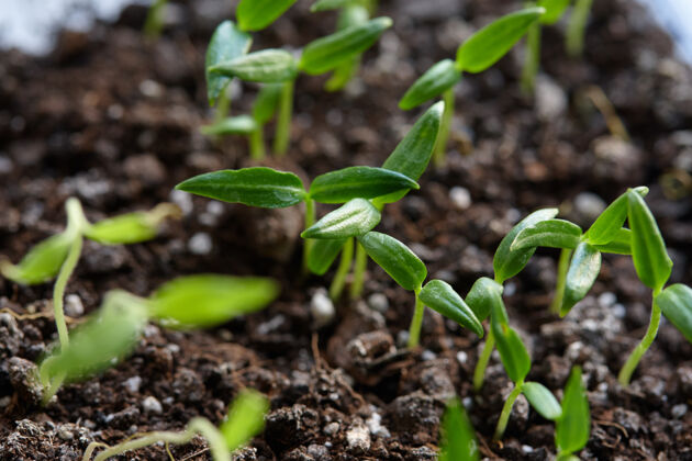 环境绿芽幼苗.春天季节.植物修行有机的食物培育