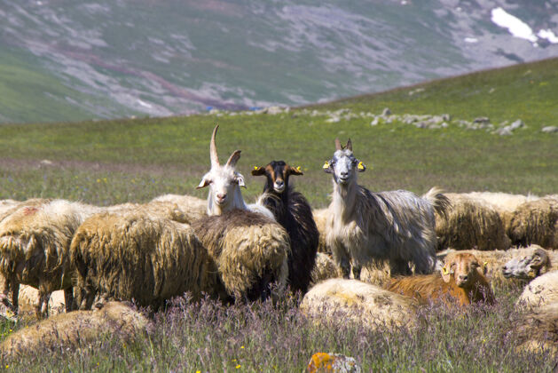 大集团公园里的绵羊和山羊谷.国内动物生活农场在大山一群羊耳朵田园诗宠物