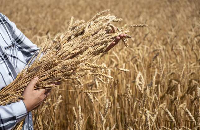 农田田里的女人 手里拿着小麦花束收获看太阳