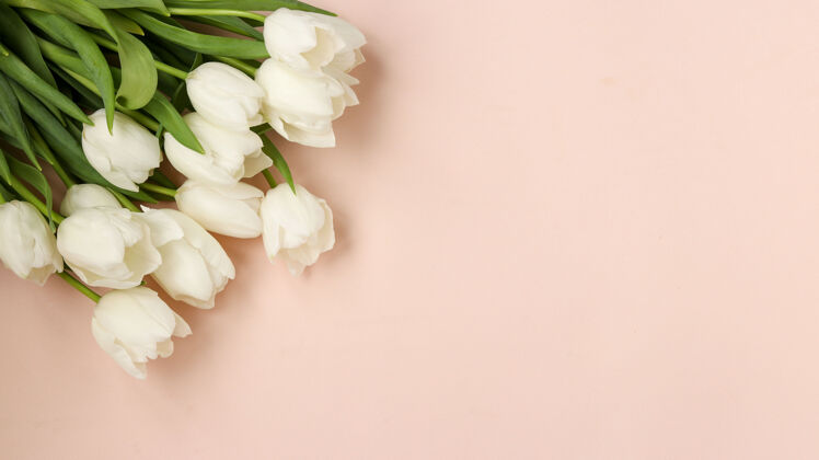 庆典一束清新的春天白色郁金香躺在一个轻粉彩表面 顶视图 复制空间花园优雅花