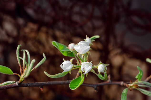 细节白色的梨花在生锈的泉水表面园艺植物树枝