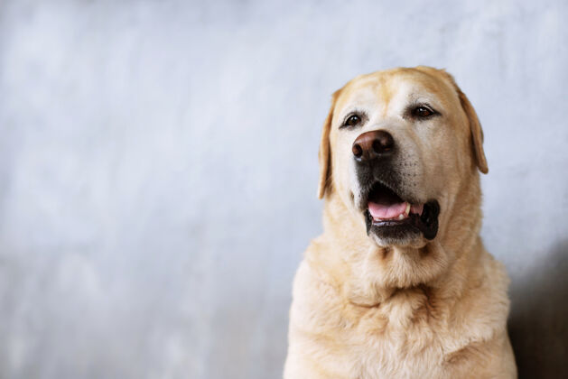 血统一个棕色和白色的basenji狗戴着白色耳塞的肖像小狗宠物家庭