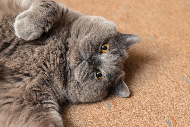 放松胖乎乎的英国猫躺在地板上爪子柔软大