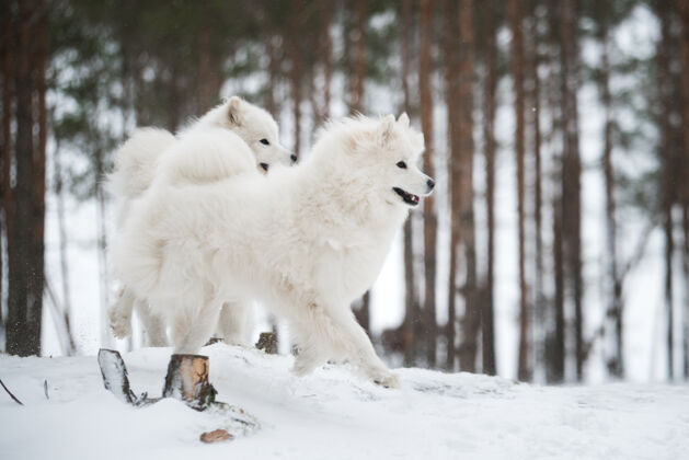 动物美丽的毛茸茸的两只萨莫耶德白狗在冬天的森林里年轻宠物狗