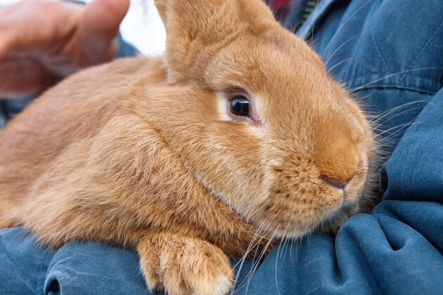 恐惧家养红发兔手关上起来拥抱复活节兔子