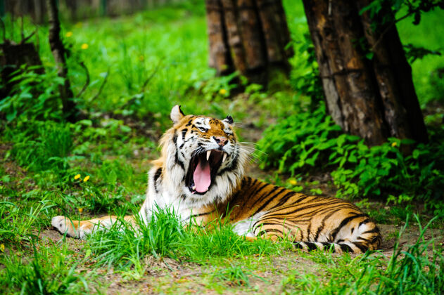 凝视绿草上美丽的老虎孟加拉野生动物森林