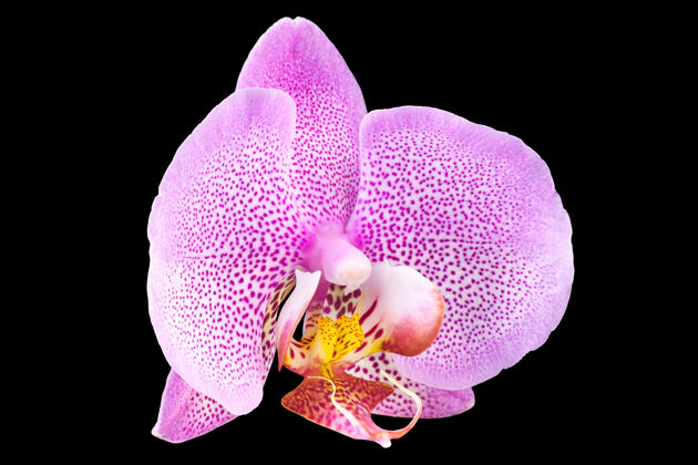 热带极端特写的粉红色蝴蝶兰或飞蛾兰科兰花孤立在黑色背景与剪辑路径树叶分支剪贴路径
