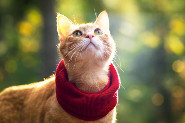 脸肖像 特写一只戴着围巾的姜黄色猫 在森林的阳光下背景.户外还有外面看家里公园