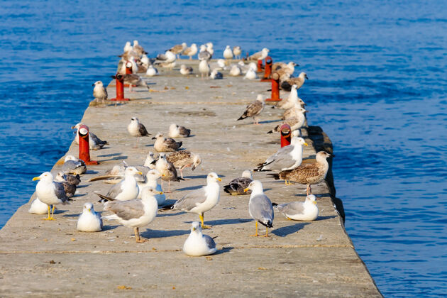 海鸥一群海鸥在混凝土防波堤上自然海洋海鸟